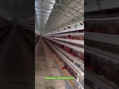 4-Tier Layer Chicken Cage A Type Poultry Battery Cages Laying Hens