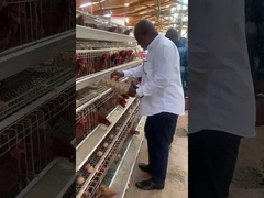 ferme de poulet de couche d'oeufs de cage des pondeuses 4-Tier