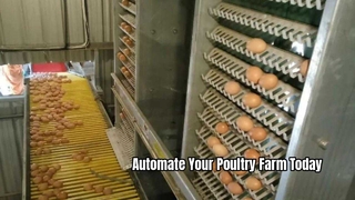 Système de cages automatiques pour poules pondeuses en élevage avicole