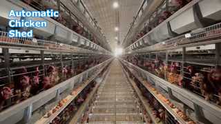 Système de batterie pour cages à poulets