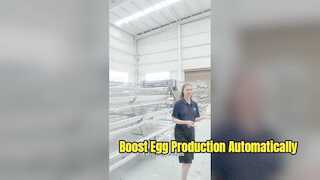 Système de cages pour poules pondeuses de volailles de grande capacité pour une agriculture moderne