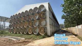 Hangar à poulets à couche de batterie à environnement contrôlé