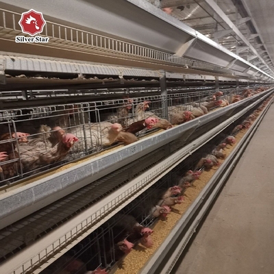 H Type Quail Layer Chicken Cage Chicken Egg 10 Tiers