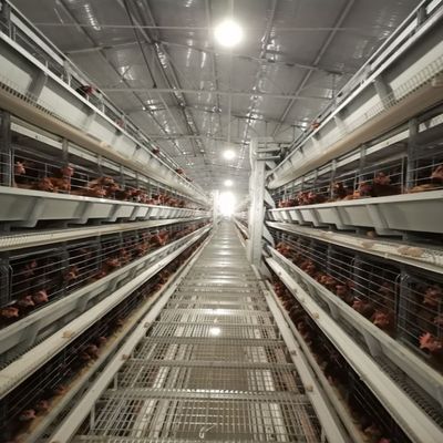 Battery Cage System for Layer Chickens Poultry Farming Equipment Supplier
