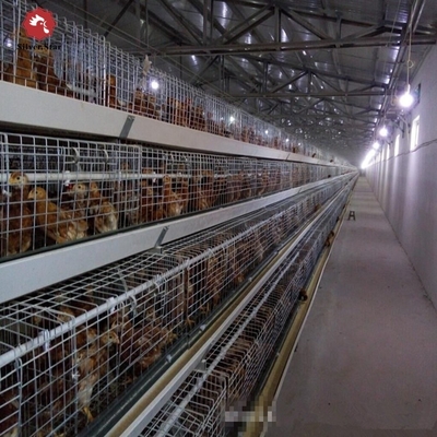 HDG Steel Broiler Chicken Cages Chicken Meat Broiler Cages With Automatic Poultry Feeding