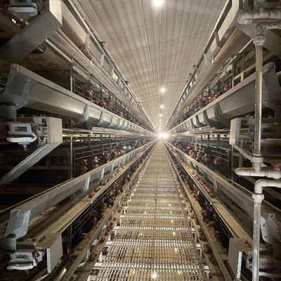 H-Type Battery Cage System with Hot-Dip Galvanized Frame Automatic Feeding Trough Stackable Modular Design for Commercial Poultry Farms