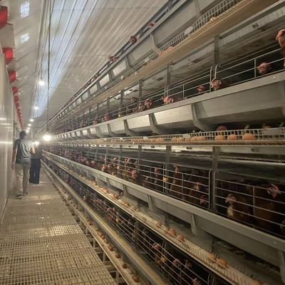 H-Type Automatic Broiler Battery Cage System with Hot-Dip Galvanized Steel and 3 or 4 Tiers for High-Density Poultry Farming