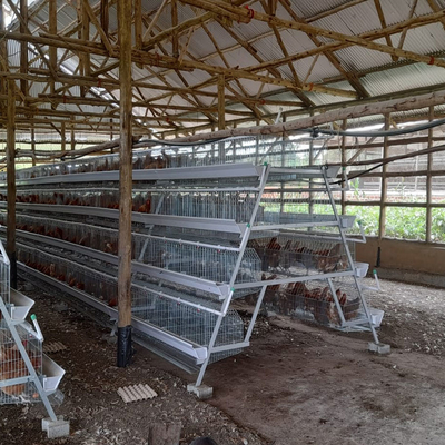 Q235 Battery Cages Laying Hens Chicken Farming Materials A Type