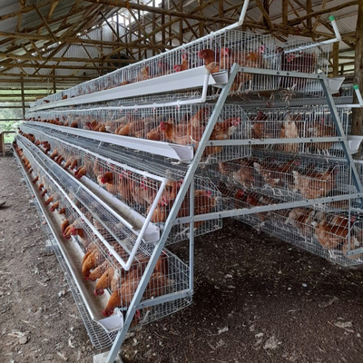 A Type Stainless Steel Chicken Cage Hot Galvanized Or Cold Galvanized