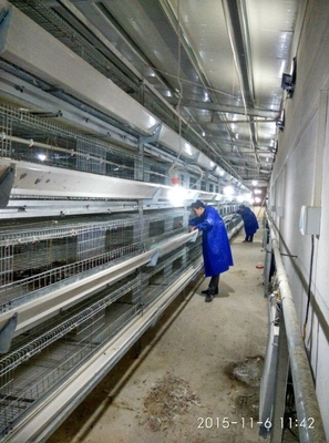 H Type Fully Automatic Broiler Chicken Cage 144 Chickens 162 Chickens