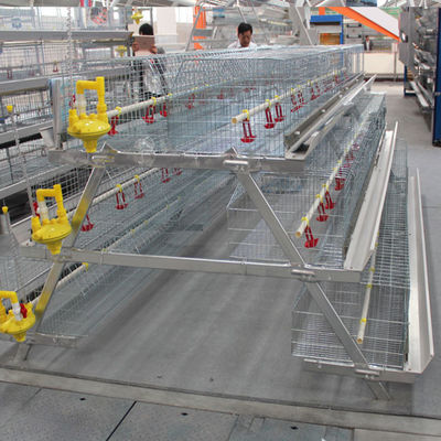 Baby Chicks Broiler Chicken Cage 102 Birds 136 Birds