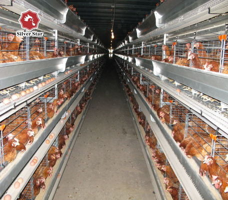 Système de batterie de cages pour poulets de chair de type H automatique pour fermes avicoles commerciales avec 3-8 niveaux galvanisés à chaud