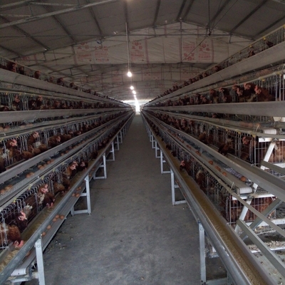 4 rangées élèvent plus de poulets automatiques un type cages de poulet de couche d'oeufs de batterie