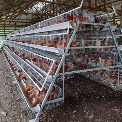 Équipement automatique de volaille de couche un type cages de fil de poulet de couche d'oeufs de batterie