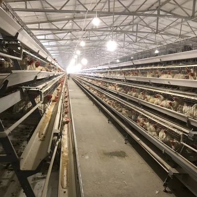 Cage de poulet à couche durable avec 3 ou 4 niveaux pour l'utilisation de l'espace et une résistance à la corrosion durable adaptée aux élevages avicoles