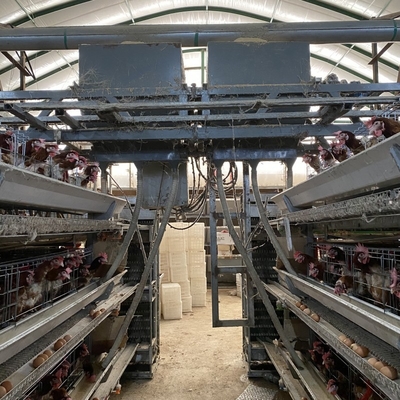 Volaille H Type 3 Niveau 4 Niveaux Poules Pondeuses Oeuf Poulet Cage