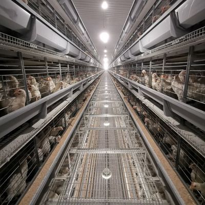 Système de cage à batterie de poulet de type H direct d'usine avec galvanisation à chaud, tapis en plastique doux et nettoyage automatisé du fumier pour les élevages commerciaux de poulets à viande