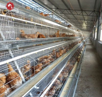 Automated H-Type Broiler Cage System - Full Automatic Hot Galvanized High-Density Poultry Farming Equipment