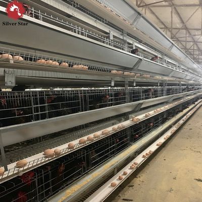 Cage à couche de type H avec galvanisation à chaud et alimentation automatique pour les grands projets d'élevage de volailles