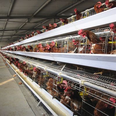 Cage à poules à 3 ou 4 niveaux, type A, avec alimentation automatique et ramassage des œufs | Acier galvanisé à chaud pour une longue durée de vie