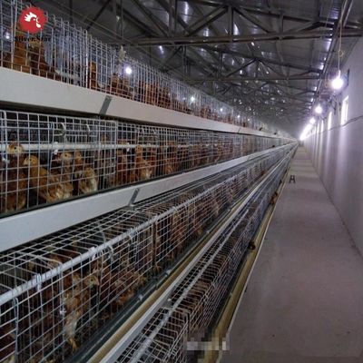 Automated H-Type Broiler Cage System with Hot-Dip Galvanized Steel for High-Density Poultry Farming