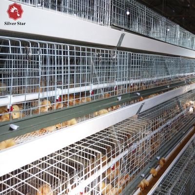 H-Type Automated Broiler Cage System for Commercial Poultry Farms