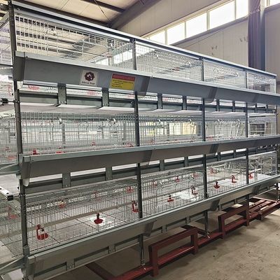 Automated H-Type Broiler Chicken Cage System with Hot-dip Galvanized Steel for High-Density Farming