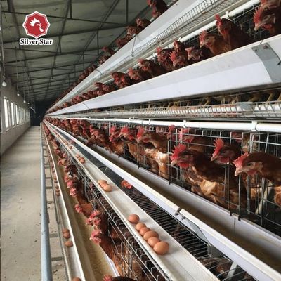 Système de cage à batterie automatique à couche de type A abordable pour les exploitations avicoles moyennes et grandes