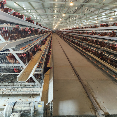 Le type poulet de la ferme avicole A met en cage pour étendre la structure stable d'oeufs