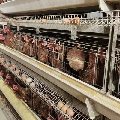 Hot-Galvanized Battery Cage Farming Equipment For Egg Layers With Automatic Chicken Cages And Egg Collection Disinfe
