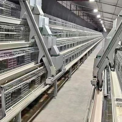 Hot-Galvanized Battery Cage Farming Equipment For Egg Layers With Automatic Chicken Cages And Egg Collection Disinfe