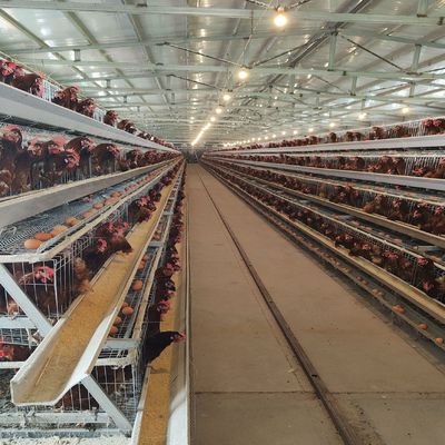 Hot-Galvanized Battery Cage Farming Equipment For Egg Layers With Automatic Chicken Cages And Egg Collection Disinfe
