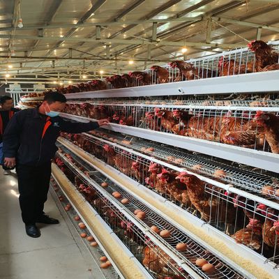 Système de cage à batterie à couche de type A rentable et doté d'une excellente ventilation pour les élevages avicoles à trois niveaux et à quatre niveaux