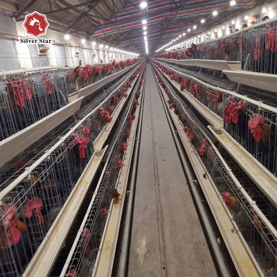 Système automatique d'alimentation et de boisson pour volaille en acier galvanisé à haute capacité pour cage de poulet à couche