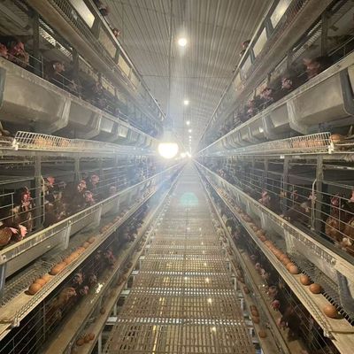 La cage à poulets à couches est la solution idéale pour élever des couches dans votre ferme avicole