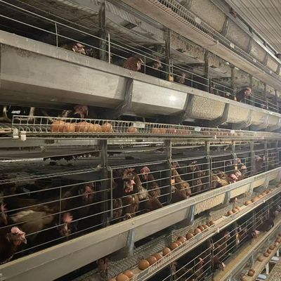Cage à poulets en couches standard pour une utilisation optimale de l'espace et un élevage de volailles durable