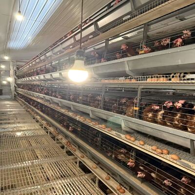 Système entièrement automatique à environnement contrôlé pour cages à poulets à batterie, durée de vie de plus de 25 ans, optimisé pour les besoins de l'élevage avicole moderne