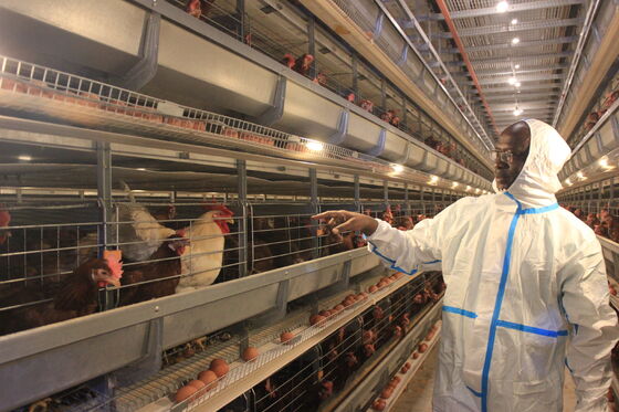 Conception de poulailler pour poules pondeuses, cages en H pour poulets de chair, système de cages batterie avec mangeoires, équipement d'élevage avicole pour poules pondeuses et poulets de chair