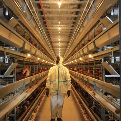 Système de cage à poulet entièrement automatique en acier galvanisé à chaud avec 3 ou 4 niveaux pour l'élevage de volailles