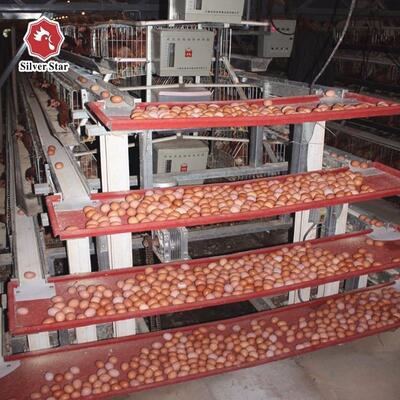 Système de cage de batterie de type A à 3 niveaux galvanisé à chaud avec collecte automatique des œufs pour l'élevage de volailles