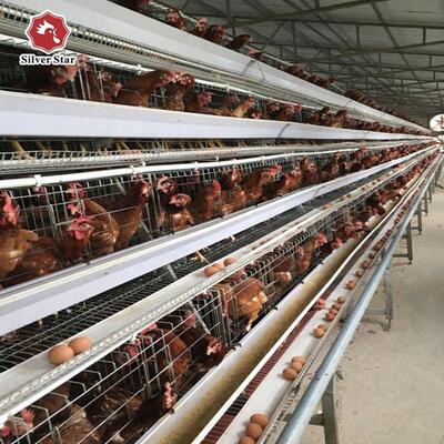 Cage à couches de type A à trois niveaux rentable avec acier galvanisé et système d'alimentation automatique pour les élevages avicoles