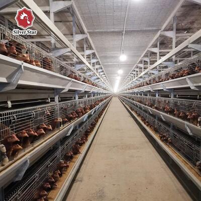 Système automatique de cage à batterie de poulet de type H pour les élevages de poulets à viande.