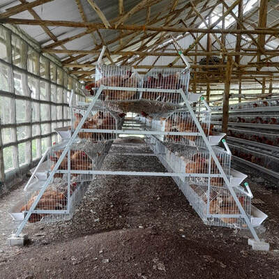 Cage de poulet à 3/4 étages pour 120 poulets