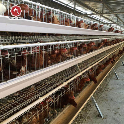 Système de cage à batterie de poulets de chair de type A pour élevage de volailles