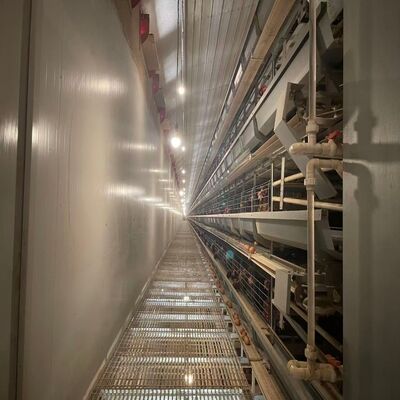 Cage de poulet en batterie galvanisée à chaud de type H avec alimentation automatique pour les grands projets d'élevage de volailles