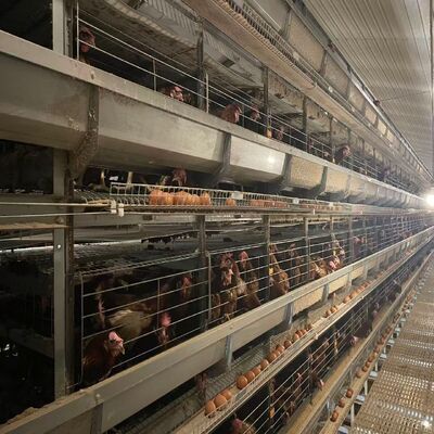 Système de cage à poulets de chair entièrement automatique de type H avec alimentation et nettoyage automatiques pour les fermes de poulets de chair commerciales à haute densité