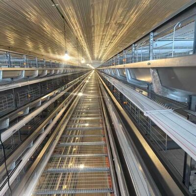 Cage de poulet à 4 niveaux avec mangeoires adaptées à l'hébergement intensif des poules et aux opérations d'alimentation rationalisées