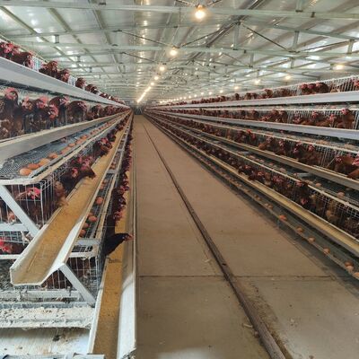 Cage à couche galvanisée à chaud de type A.