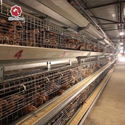 Système de cage d'élevage automatique pour poussins de type A avec galvanisation à chaud et abreuvoirs automatiques à tétine pour 100-300 poussins/set