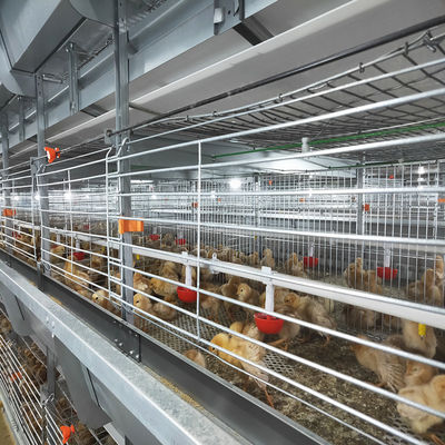 H Type Baby Chick Cage with Hot Dip Galvanizing and Automatic Feeding for 100-200 Chickens/set